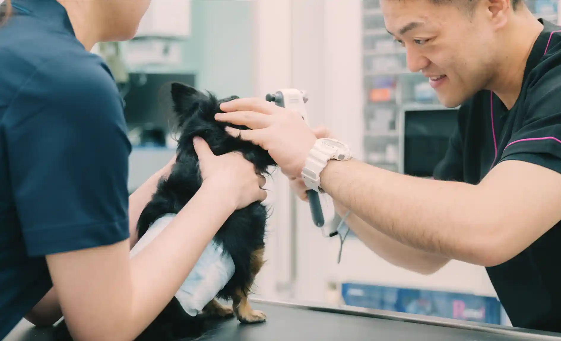 動物病院の検査台の上にいる犬の目を検査する院長先生
