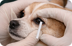 涙量検査(シルマーティア検査)