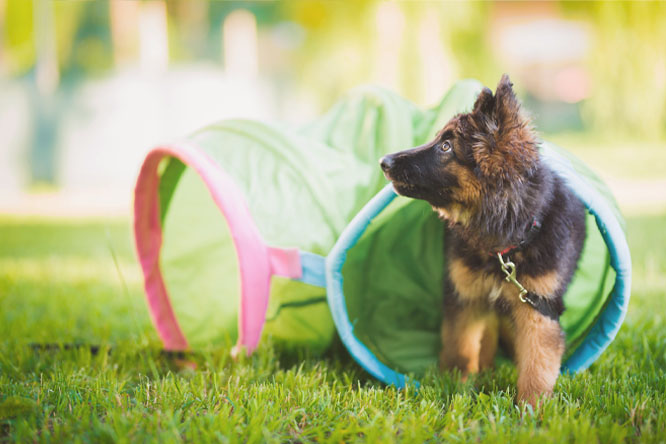 ドッグフィットネス