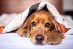 犬の核硬化症の原因や症状は？白内障との見分け方も解説！