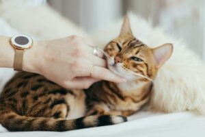 猫エイズの治療費は？ステージ別の症状・感染しやすい猫の特徴などを解説！