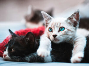 猫の顎にある大きいできものは？原因・治療方法を解説！