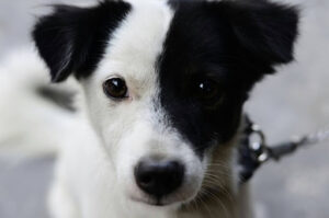 犬が失明した時の対処法は？原因・確認方法・診断方法をご紹介！