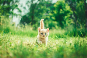 猫の尿が出ない!1日おしっこしないのは病気?対処方法などを解説!