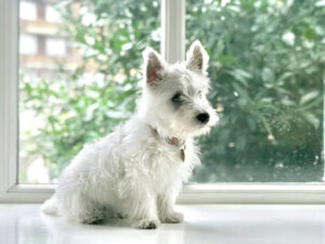 犬の白目が茶色になる原因は?乾性角結膜炎・メラノーマについて解説!