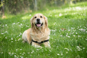 犬の乳がんの原因は?検査や治療方法・良性悪性の違いを解説!