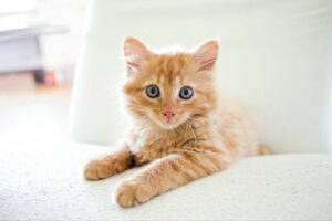 猫の歯石取りの費用相場は?予防する方法や溜まってしまうとどうなるか解説!