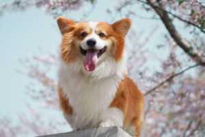 犬の蛋白漏出性腸症とは?原因や症状・治療方法などを解説!