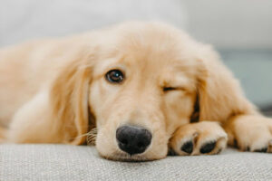 犬の膵炎で食べてはいけないものは？食べられるものや改善方法を解説！